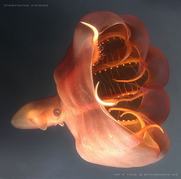 Here's a favorite: the Vampire Squid.