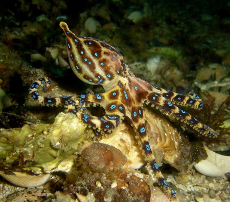lesser_blue-lined_octopus