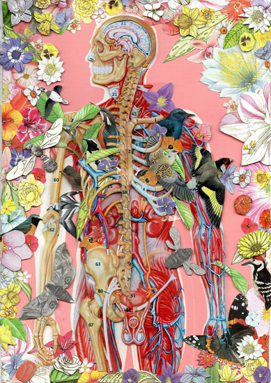 Sistemas do corpo humano anatomia